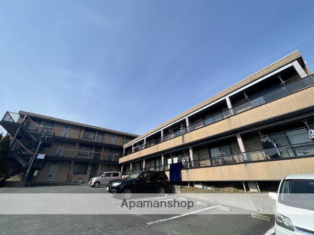 メタセコイヤ