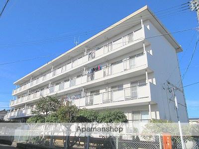 セントポーリア蜆塚