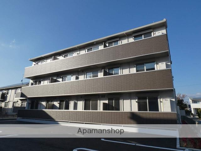 カモミール初生