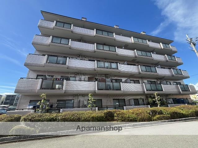 パープルソシア