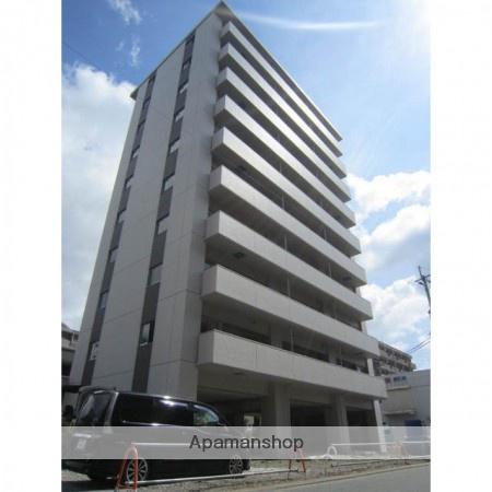 アステール菊陽