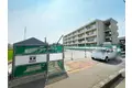 ガジュマル