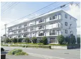 エーデルワイス