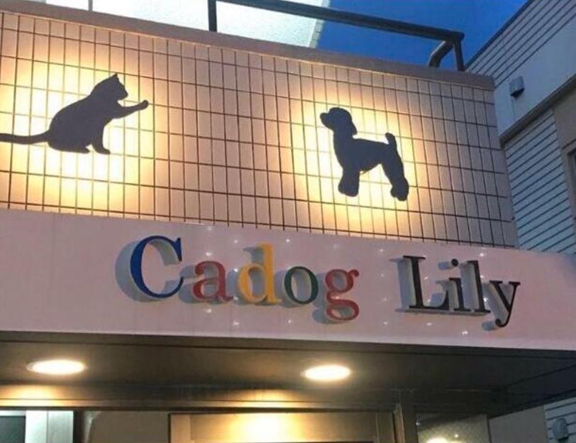 CADOG LILY