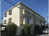 シャインコンドウ