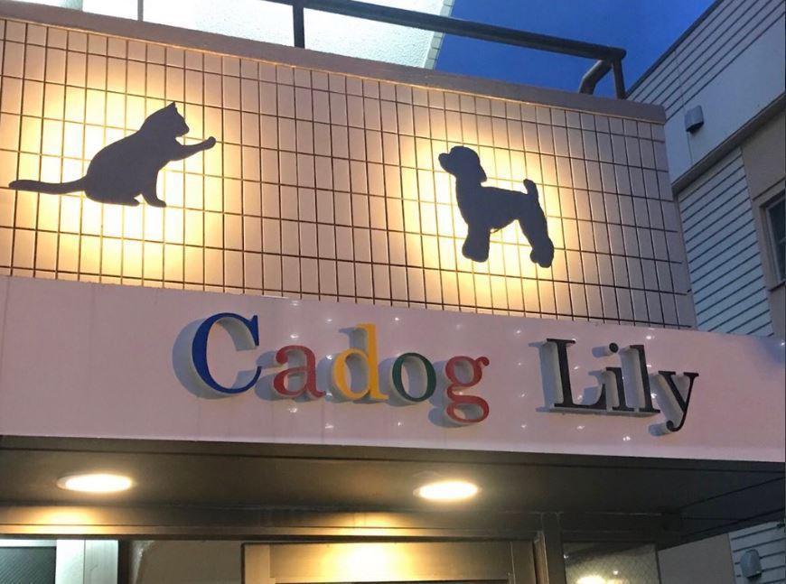 CADOG LILY