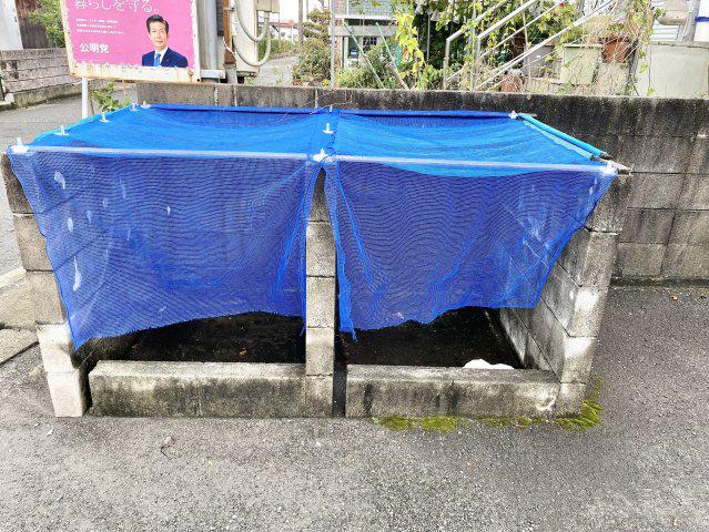 ゆめみそう