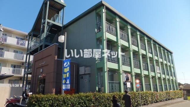 ルピナス8