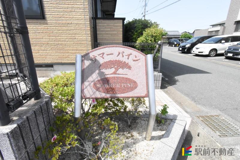 サマーパイン