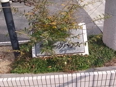 ライラックハウス