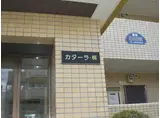 カターラ梶