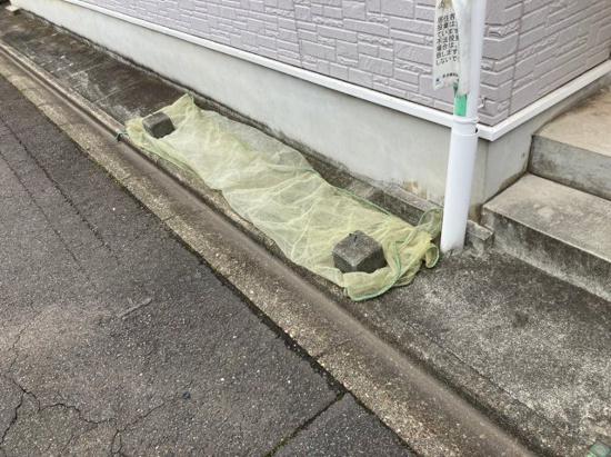 ディモーラ