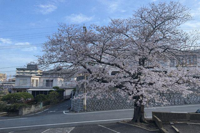 RAY霧ヶ丘桜マンション