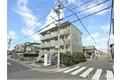 サンシャイン白菊