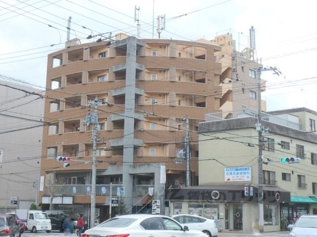 GATO D.M北山