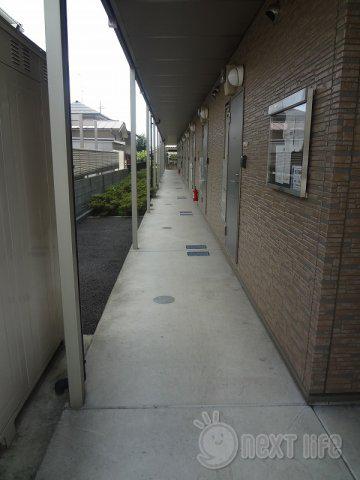 アムール花水木