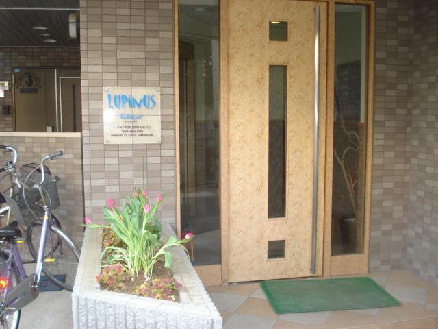 ルピナスKIKUYO