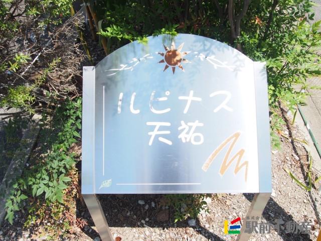 ルピナス天祐B