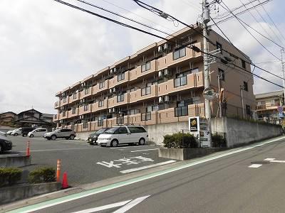 グリーングラスN