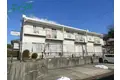 タウニーパインツリー