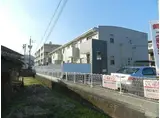 プリムローズA