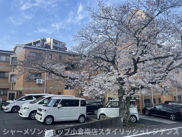 RAY霧ヶ丘桜マンション