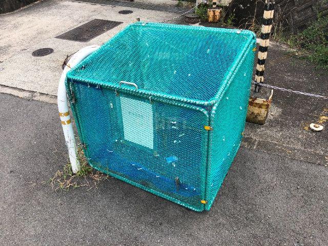 すみれ文化